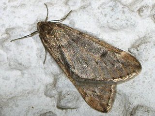 Frhlings-Kreuzflgel Alsophila aescularia March Moth