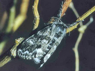 Weibchen Mondfleck-Brstenspinner    Gynaephora selenitica