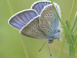 Vogelwicken-Bläuling   Polyommatus ( Plebicula ) amandus   Amanda's Blue