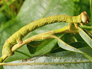 Raupe Biston betularia Birkenspanner Peppered Moth
