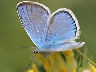 Wundklee-Bläuling Polyommatus dorylas Turquoise Blue