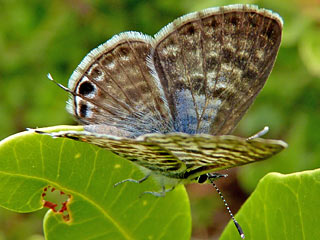  Kleiner Wanderbluling Leptotes pirithous Lang's Shart-tailed Blue