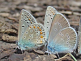 Rotklee-Bläuling / Violetter Waldbläuling Cyaniris ( Polyommatus ) semirargus Mazarine Blue