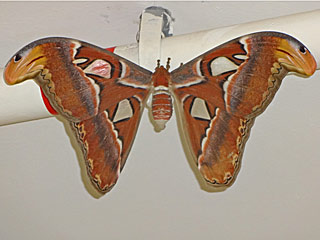 Attacus atlas  Atlasspinner Atlas moth