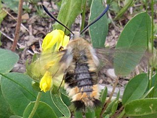Skabiosenschwrmer Hemaris tityus Narrow-bordered Bee Hawk-moth Skabiosen-Schwrmer