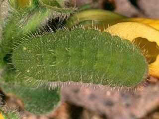 Polyommatus celina