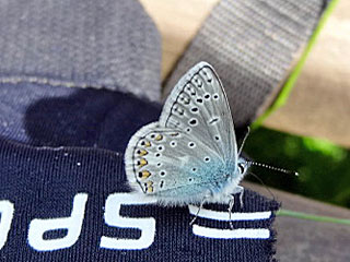 Polyommatus eros  Eros-Bluling  Eros Blue