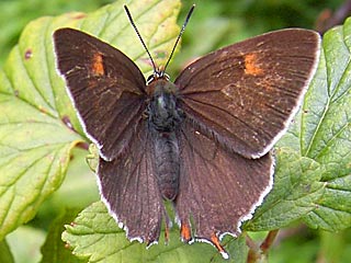 Thecla betulae Nierenfleck - Zipfelfalter (=Birkenzipfelf.) Speziell: Winterliche Eiersuche, um den Schmetterling leicht nachzuweisen.