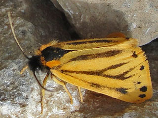 Gelber Alpen-Flechten Setina aurita  Setina irrorella Trockenrasen-Flechtenbrchen Steinflechtenbr  Dew Moth