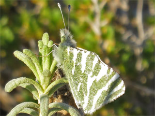 Euchloe belemia Grüngestreifter Weißling Green-striped White