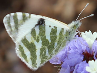Euchloe belemia  Green-striped White