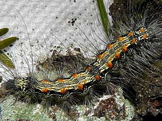 Lithosia quadra Vierpunkt-Flechtenbärchen Four-spotted Footman