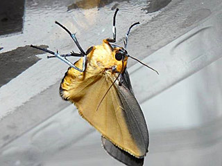 Lithosia quadra Vierpunkt-Flechtenbärchen Four-spotted Footman