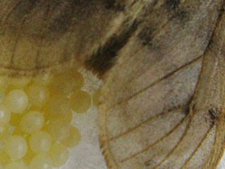 Diaphora sodida  Alpen-Flechtenbr  Shabby Muslin
