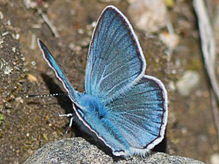 Ei Vogelwicken-Bläuling Polyommatus (Plebicula) amandus Amanda's Blue