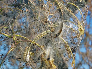 Hyphantria cunea (DRURY, 1773) - Amerikanischer Webebr 