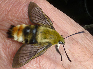 Skabiosenschwrmer   Hemaris tityus   Narrow-bordered Bee Hawk-moth  Skabiosen-Schwrmer
