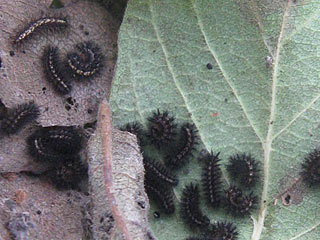Euphydryas intermedia    Asian Fritillary