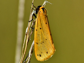  Setina irrorella Trockenrasen-Flechtenbrchen Steinflechtenbr  Dew Moth