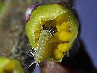 Eirupchen  Thecla betulae Nierenfleck - Zipfelfalter (=Birkenzipfelf.)