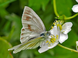 Bergweiling Pieris bryoniae Mountain Green-veined White