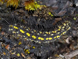Gelber Alpen-Flechtenbr Setina aurita  Setina irrorella Trockenrasen-Flechtenbrchen Steinflechtenbr  Dew Moth