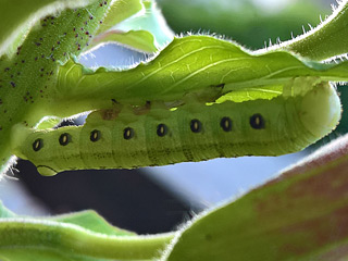 Raupe Nachtkerzenschwrmer Proserpinus proserpina Willowherb Hawk-moth