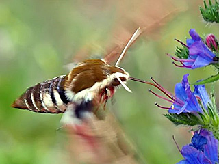 Wolfsmilchschwärmer Hyles euphorbiae Spurge Hawk-moth
