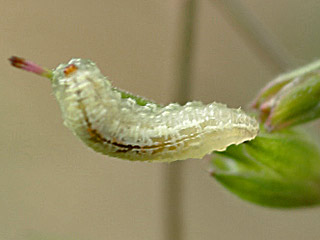 Kleiner Sonnenröschen-Bläuling Ei   Polyommatus agestis