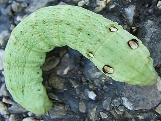 Puppe Kleiner Weinschwrmer Deilephila porcellus Small Elephant Hawk-moth