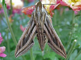 Groer Weinschwrmer Hippotion celerio Silver-striped Hawk-moth