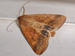 Baumwolleule Helicoverpa armigera Scarce Bordered Straw 