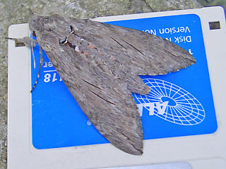 Windenschwärmer Agrius convolvuli Convolvulus Hawk-moth