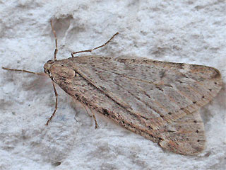 Frhlings-Kreuzflgel Alsophila aescularia March Moth