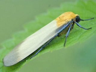 Männchen Lithosia quadra Vierpunkt-Flechtenbärchen Four-spotted Footman