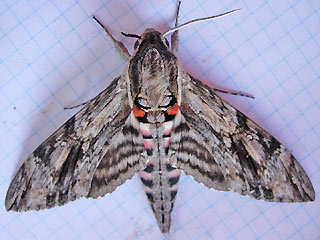 Männchen Windenschwärmer Agrius convolvuli Convolvulus Hawk-moth