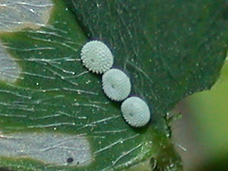 Eier Hauhechel-Bläuling Polyommatus (Polyommatus) icarus Common Blue Bläuling