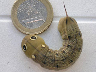 Raupe Groer Weinschwrmer Hippotion celerio Silver-striped Hawk-moth
