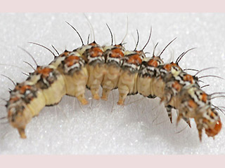 Raupe Punktbär Punktbär Grassteppenschönbär Utetheisa pulchella Crimson-speckled Moth
