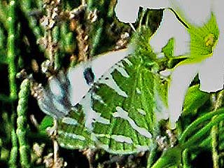 Euchloe belemia   Grüngestreifter Weißling   Green-striped White