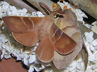 Paarung Brombeerspinner Macrothylacia rubi Fox Moth