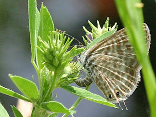 Weibchen bei Eiablage Kleiner Wanderbluling Leptotes pirithous Lang's Shart-tailed Blue
