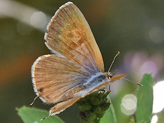 Weibchen Kleiner Wanderbluling Leptotes pirithous Lang's Shart-tailed Blue