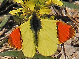 Mnnchen Gelber Aurorafalter  Anthocharis euphenoides "Provence" Orange Tip  