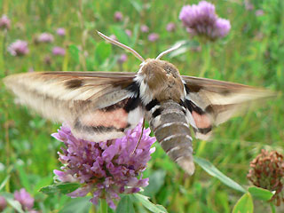Falter im Flug Wolfsmilchschwärmer Hyles euphorbiae Spurge Hawk-moth