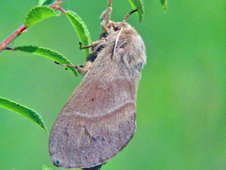 Weibchen Brombeerspinner Macrothylacia rubi Fox Moth