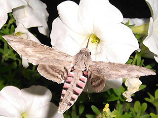 Falter im Flug Windenschwärmer Agrius convolvuli Convolvulus Hawk-moth