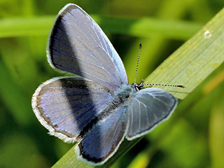 Männchen Südlicher Kurzgeschwänzter Bläuling Cupido alcetas Provencal Short-tailed Blue
