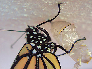 Frisch geschlpfter Falter an Puppenhlle hngend Monarch Danaus plexippus Milkweed