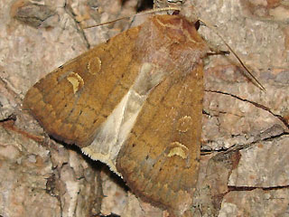 Xestia xanthographa Braune Sptsommer-Bodeneule Square-spot Rustic